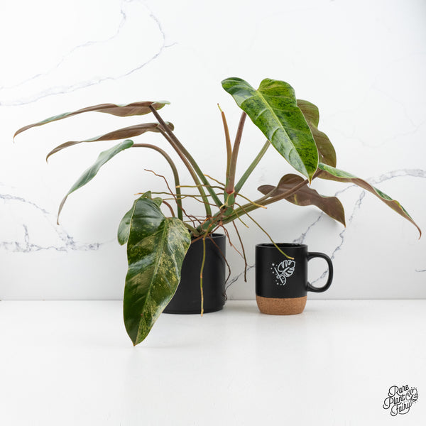 Philodendron Domesticum Marble Variegated (wk50-I)