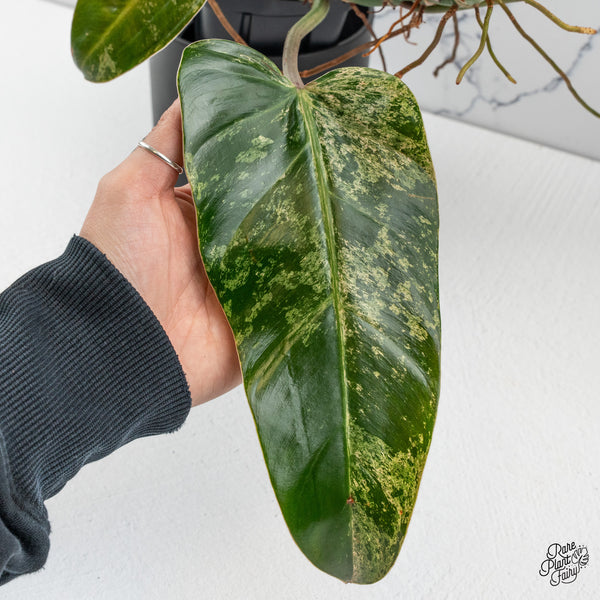 Philodendron Domesticum Marble Variegated (wk50-I)