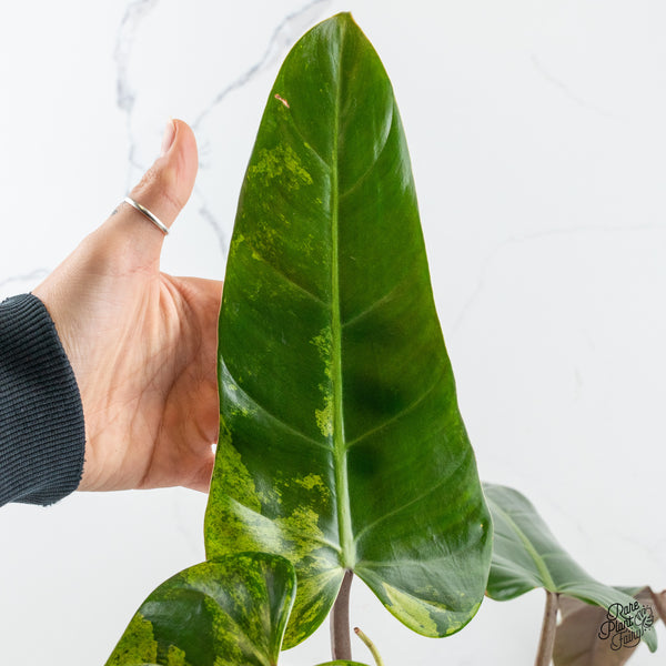 Philodendron Domesticum Marble Variegated (wk50-I)