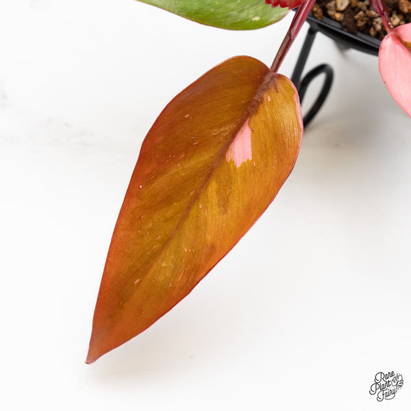 Philodendron 'Persimmon Princess' (wk51-O)
