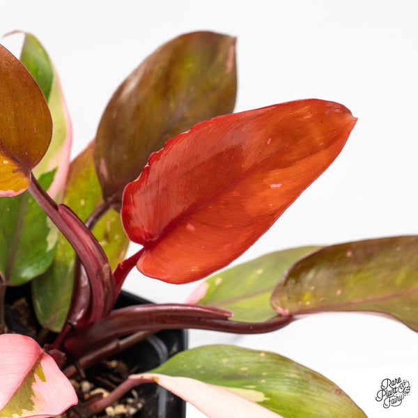 Philodendron 'Persimmon Princess' (wk51-O)