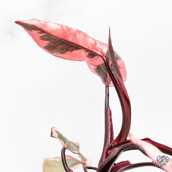 Philodendron Erubescens 'Pink Princess' Outer Variegated (wk51-F)