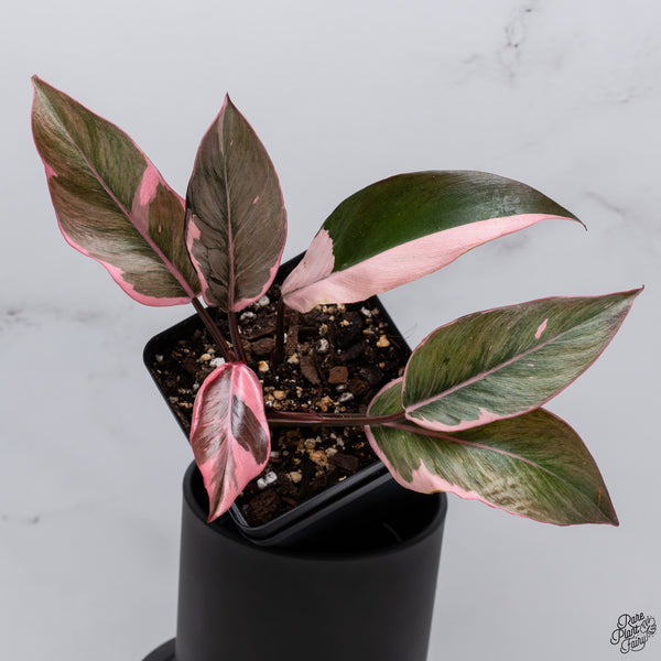Philodendron Erubescens 'Pink Princess' Outer Variegated (wk32-T)