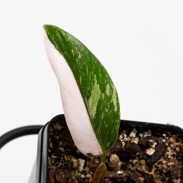 Philodendron 'Scarlet Princess' ('Red Anderson' Mutation) Variegated (wk49-A)