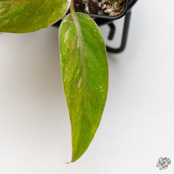 Philodendron 'Scarlet Princess' ('Red Anderson' Mutation) Variegated (wk49-A)