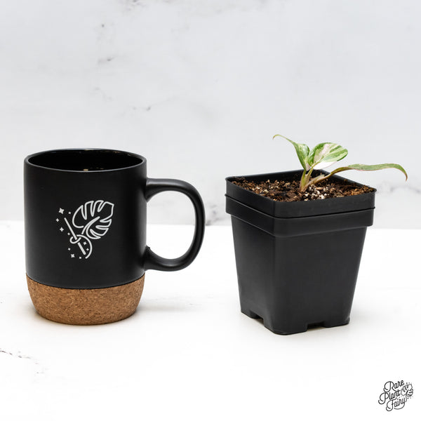 Philodendron 'Scarlet Princess' ('Red Anderson' Mutation) Variegated (wk49-F)