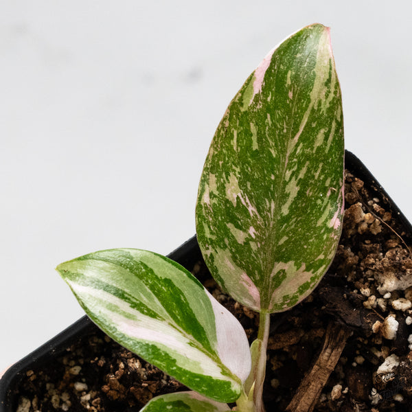 Philodendron 'Scarlet Princess' ('Red Anderson' Mutation) Variegated (wk49-F)