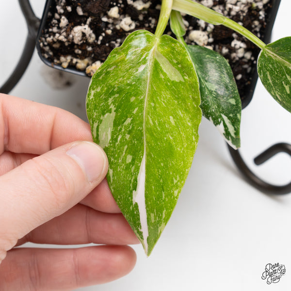 Philodendron 'Scarlet Princess' ('Red Anderson' Mutation) Variegated (wk51-E)