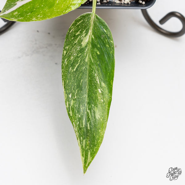 Philodendron 'Scarlet Princess' ('Red Anderson' Mutation) Variegated (wk51-E)