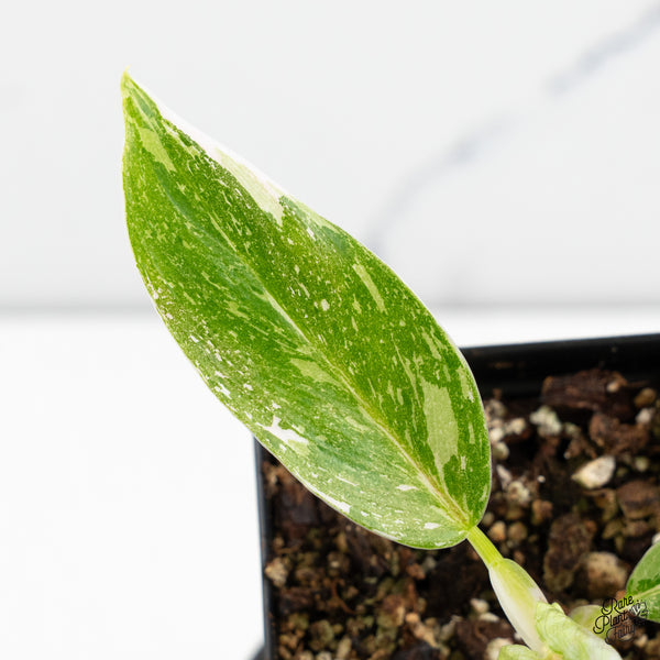 Philodendron 'Scarlet Princess' ('Red Anderson' Mutation) Variegated (wk52-E)