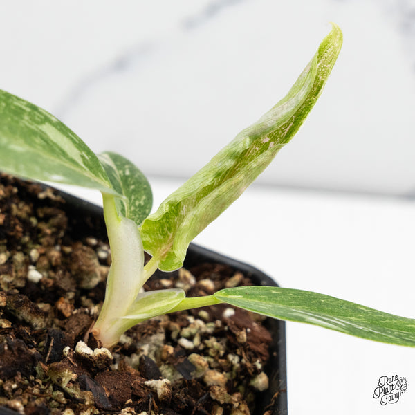 Philodendron 'Scarlet Princess' ('Red Anderson' Mutation) Variegated (wk52-E)
