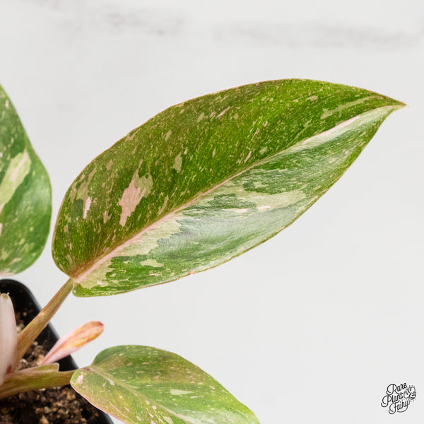 Philodendron 'Scarlet Princess' ('Red Anderson' Mutation) Variegated (wk2-G)