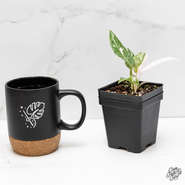 Philodendron 'Scarlet Princess' ('Red Anderson' Mutation) Variegated (wk6-H)