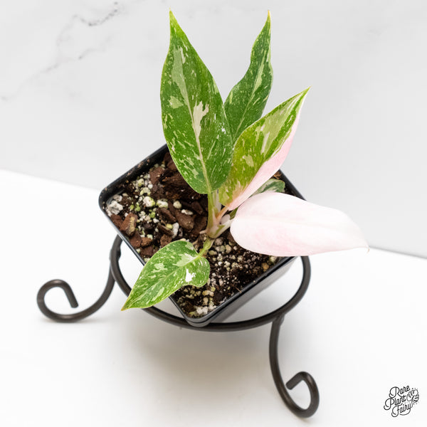 Philodendron 'Scarlet Princess' ('Red Anderson' Mutation) Variegated (wk6-H)