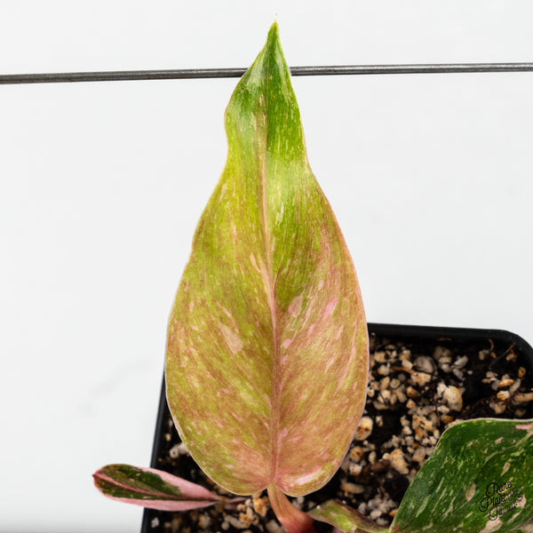 Philodendron 'Scarlet Princess' ('Red Anderson' Mutation) (wk46-I)