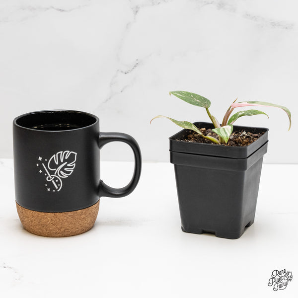 Philodendron 'Scarlet Princess' ('Red Anderson' Mutation) Variegated (wk5-S)