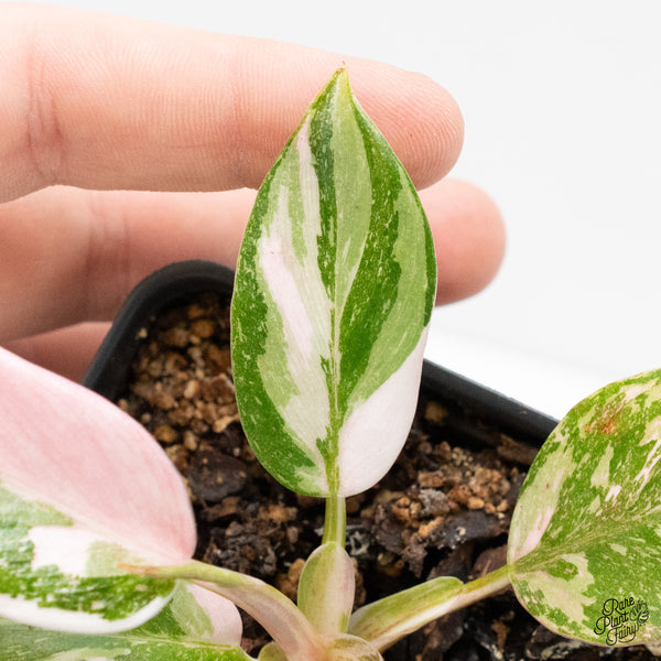 Philodendron 'Scarlet Princess' ('Red Anderson' Mutation) Variegated (wk5-S)