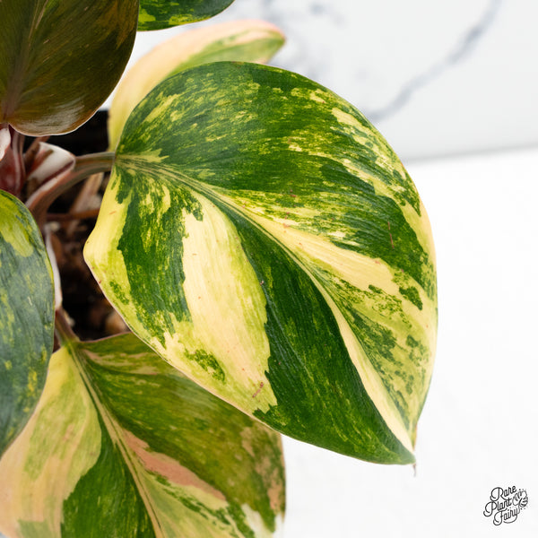 Philodendron Erubescens 'White Knight Aurea' (wk48-C)