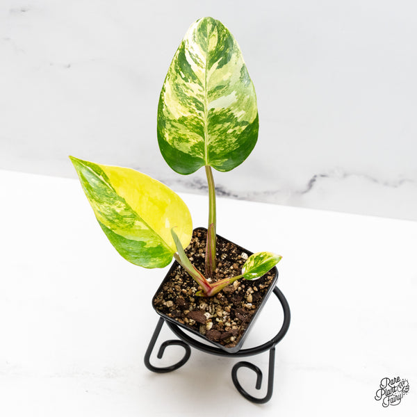 Philodendron Erubescens 'White Princess Aurea' (wk45-C)