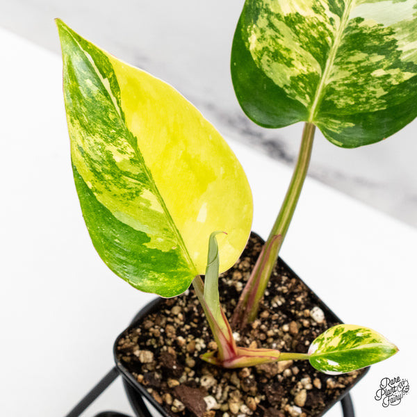 Philodendron Erubescens 'White Princess Aurea' (wk45-C)