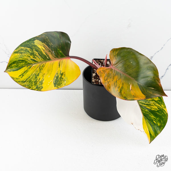 Philodendron Erubescens 'White Knight Aurea' (wk46-A)