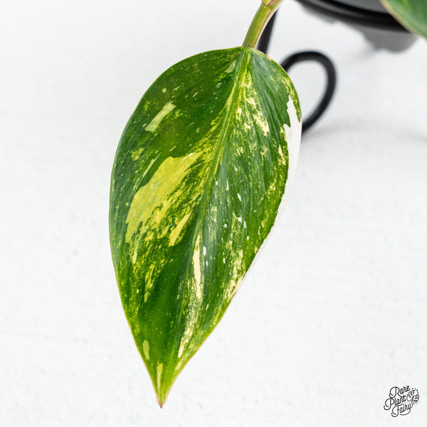 Philodendron Erubescens 'White Princess Aurea' (wk46-C)