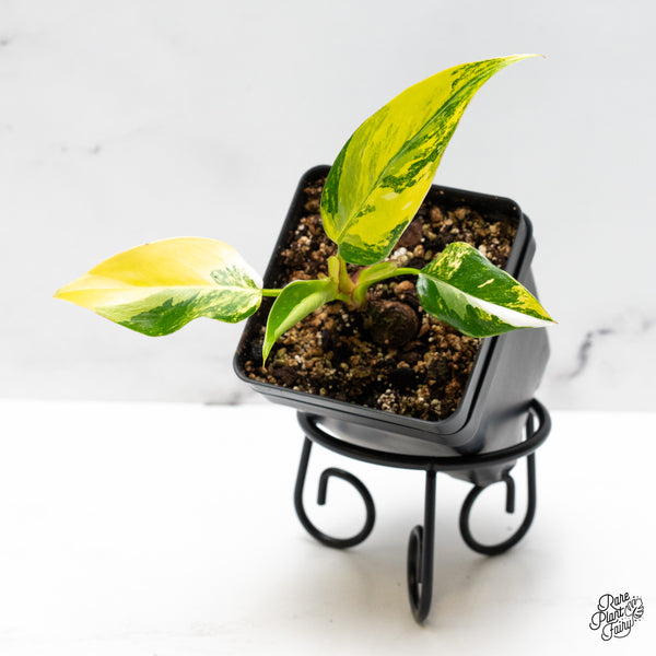 Philodendron Erubescens 'White Princess Aurea' (wk48-J)