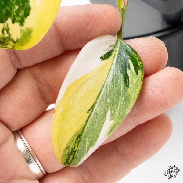 Philodendron Erubescens 'White Princess Aurea' with Pink (wk50-E)