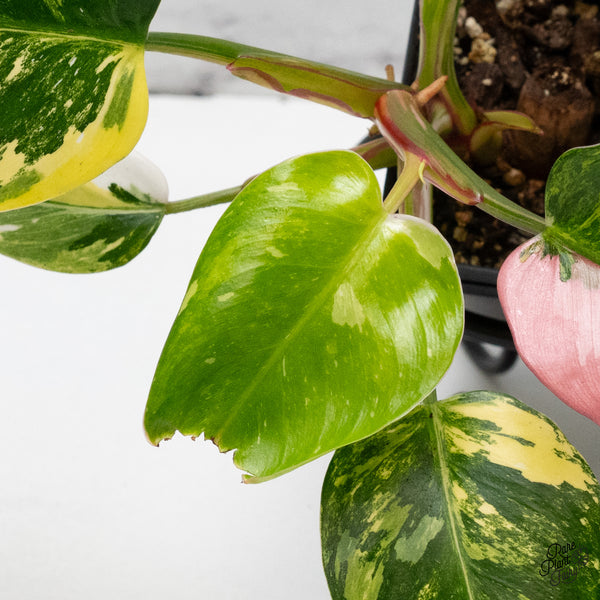 Philodendron Erubescens 'White Princess Aurea' with Pink (wk50-E)
