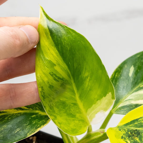 Philodendron Erubescens 'White Wizard Aurea' (wk5-J)