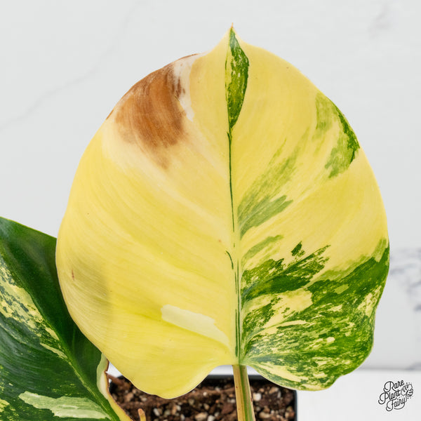 Philodendron Erubescens 'White Wizard' Aurea Variegated (wk50-R)