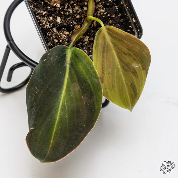Philodendron gigas variegated (wk50-UO)