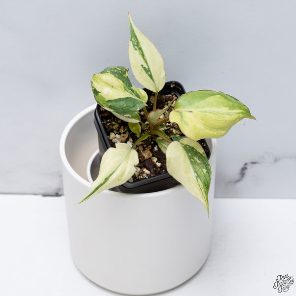 Philodendron Gloriosum Variegated *Type 2* (wk33-D)