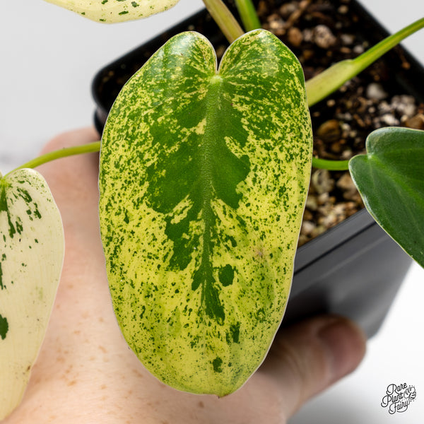 Philodendron Ilsemanii *Kunzo Lineage* (wk50-F)