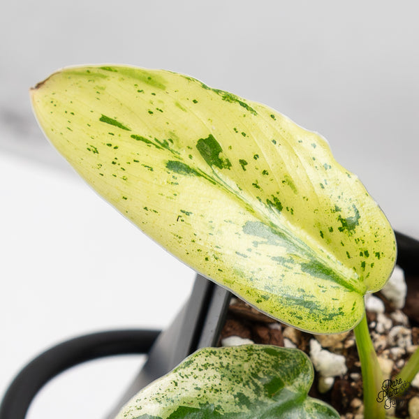 Philodendron Ilsemanii *Kunzo Lineage* (wk51-J)