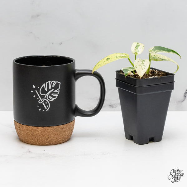 Philodendron Ilsemanii *Kunzo Lineage* (wk51-J)