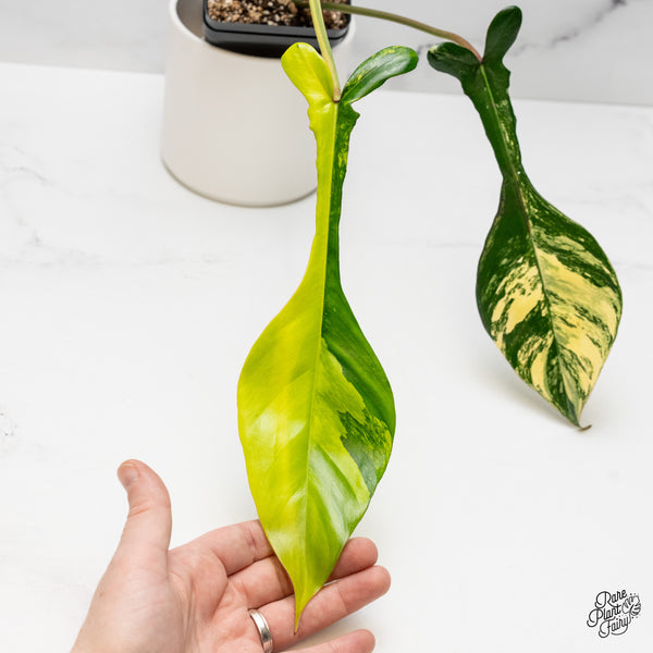 Philodendron 'Joepii' Variegated (wk49-B)