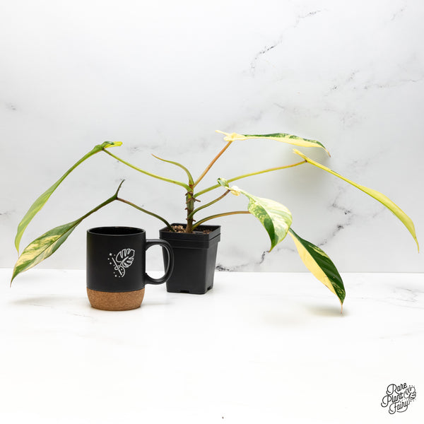 Philodendron 'Joepii' Variegated (wk49-B)