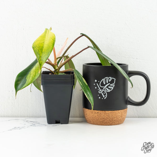 Philodendron 'Joepii' Variegated (wk6-K)