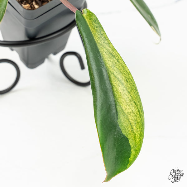 Philodendron 'Joepii' Variegated (wk6-K)