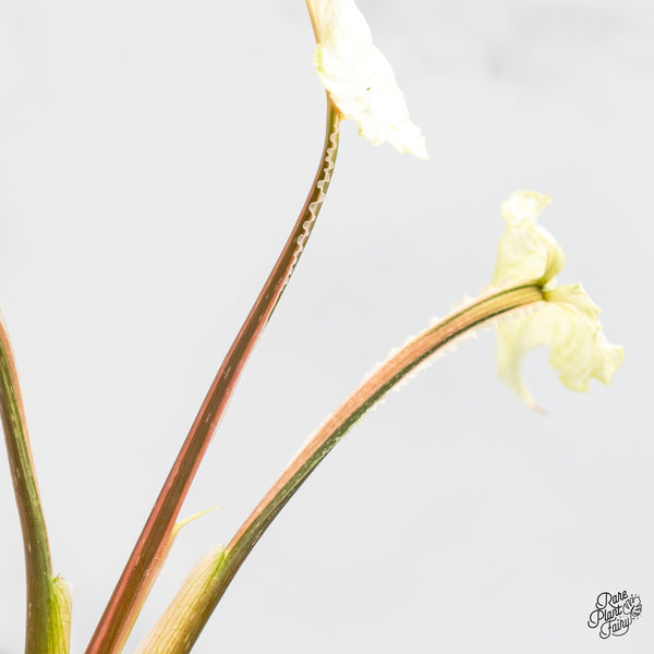 Philodendron Mamei Albo Variegated (wk51-H)
