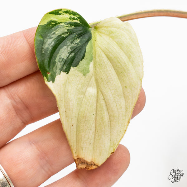 Philodendron Mamei Albo Variegated (wk51-H)