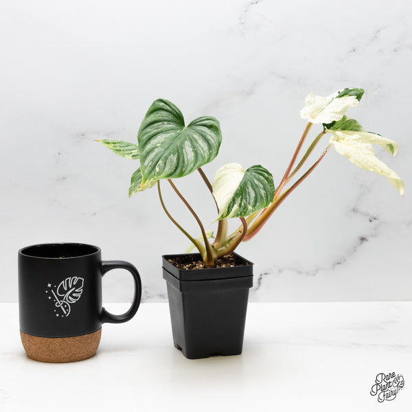 Philodendron Mamei Albo Variegated (wk51-H)