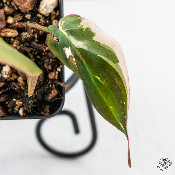 Philodendron Micans Albo/Pink Variegated (wk46-H)