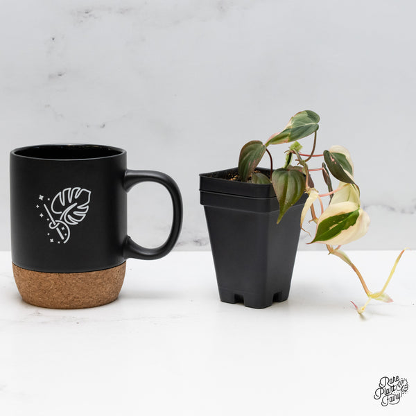 Philodendron Micans Albo/Pink Variegated (wk49-C)