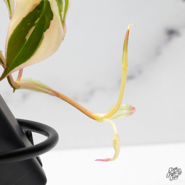 Philodendron Micans Albo/Pink Variegated (wk49-C)