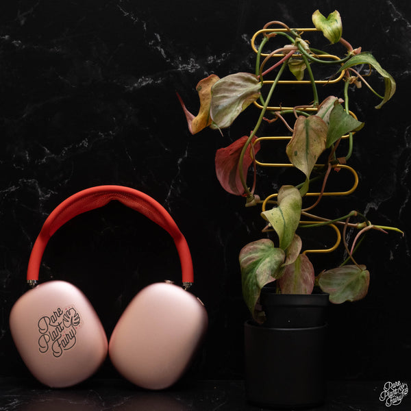 Philodendron micans mint variegated *Grower's choice*