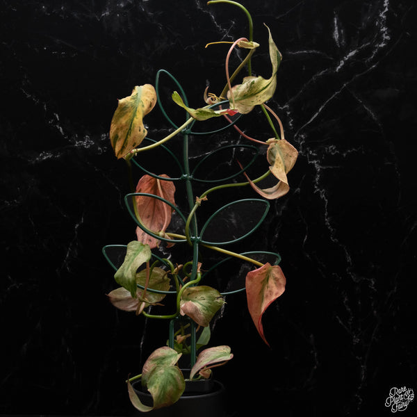 Philodendron micans mint variegated *Grower's choice*