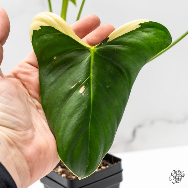 Philodendron Oxapapense Variegated aka "Philodendron sp. Tropicals" (wk50-A)