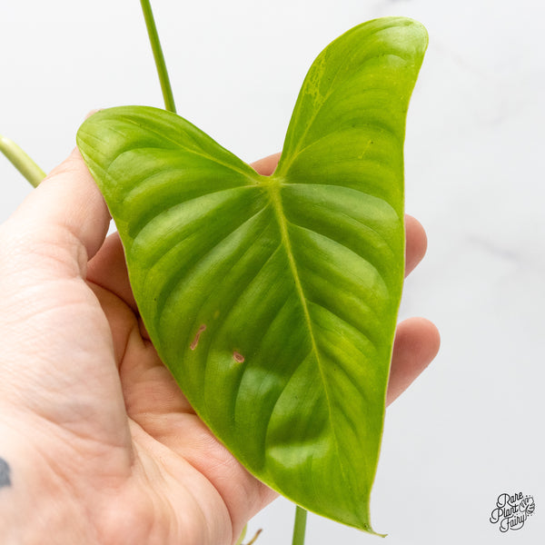 Philodendron Oxapapense Variegated aka "Philodendron sp. Tropicals" (wk50-A)